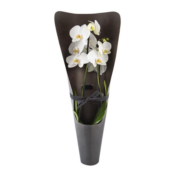 White Phalaenopsis Orchid offers at R 189,99